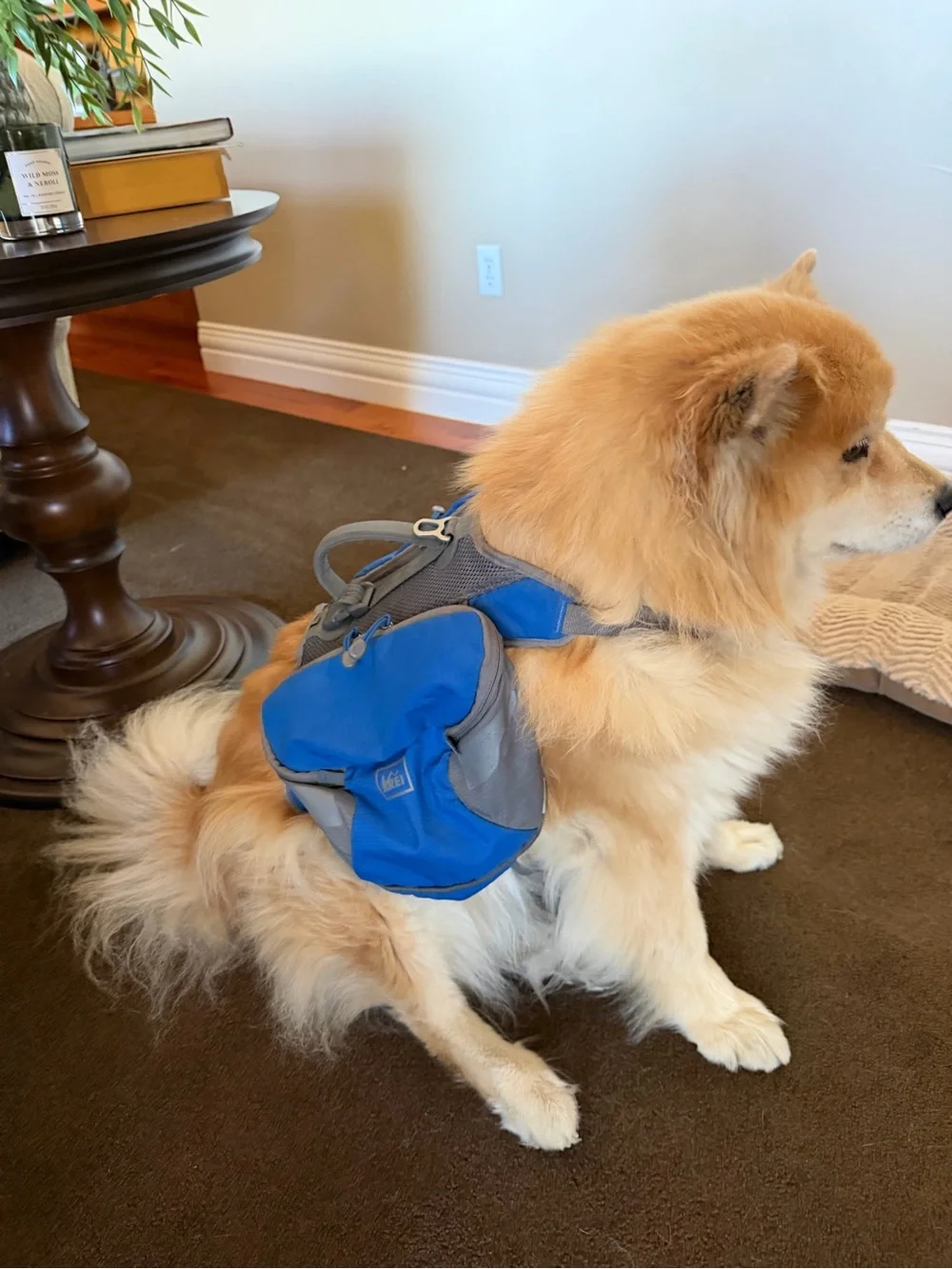 REI Blue Dog Saddlebag Backpack - Compact Travel Pack